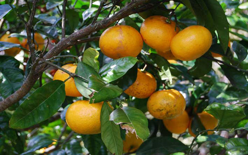 Citrus Grapefruit Trees For Sale