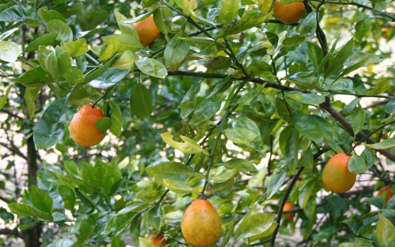 Citrus Orange Trees For Sale