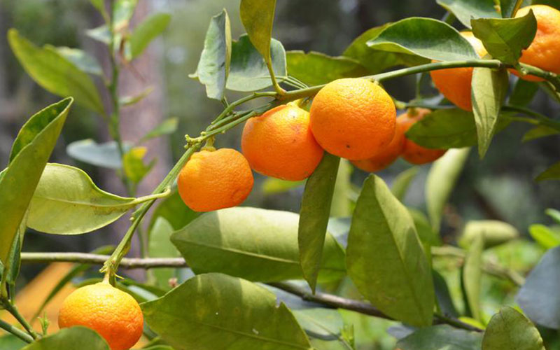 Citrus Orange Trees For Sale