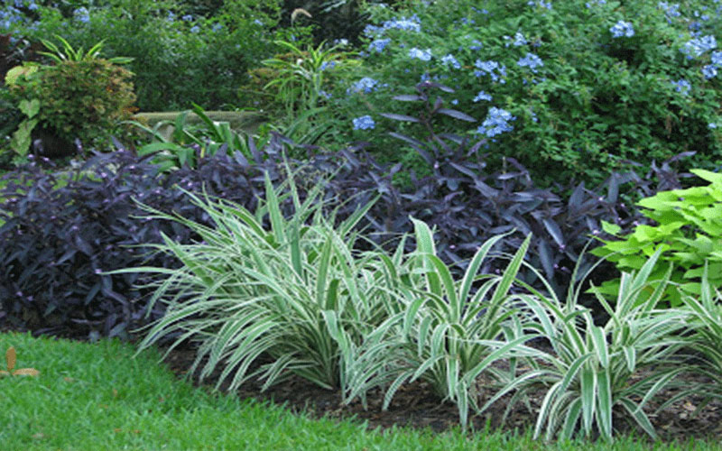 GARDEN CENTER NORTH FORT MYERS