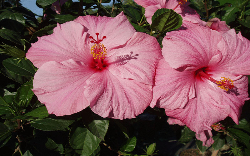 GARDEN CENTER NORTH FORT MYERS