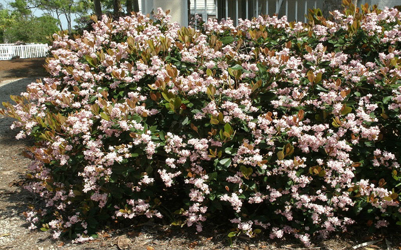 GARDEN CENTER NORTH FORT MYERS