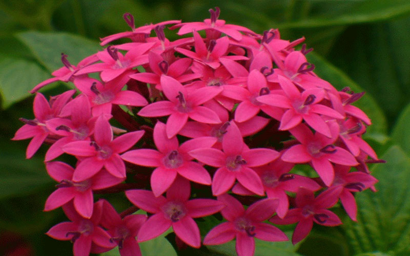 GARDEN CENTER NORTH FORT MYERS