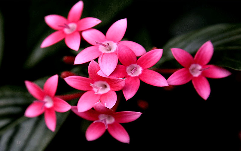 GARDEN CENTER NORTH FORT MYERS