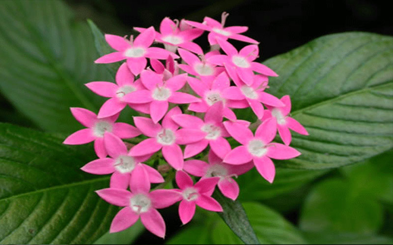 GARDEN CENTER NORTH FORT MYERS