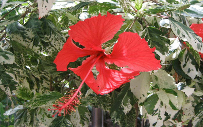 GARDEN CENTER NORTH FORT MYERS