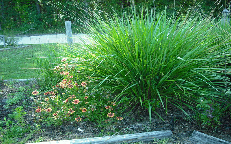 GARDEN CENTER NORTH FORT MYERS