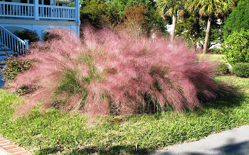 GARDEN CENTER NORTH FORT MYERS