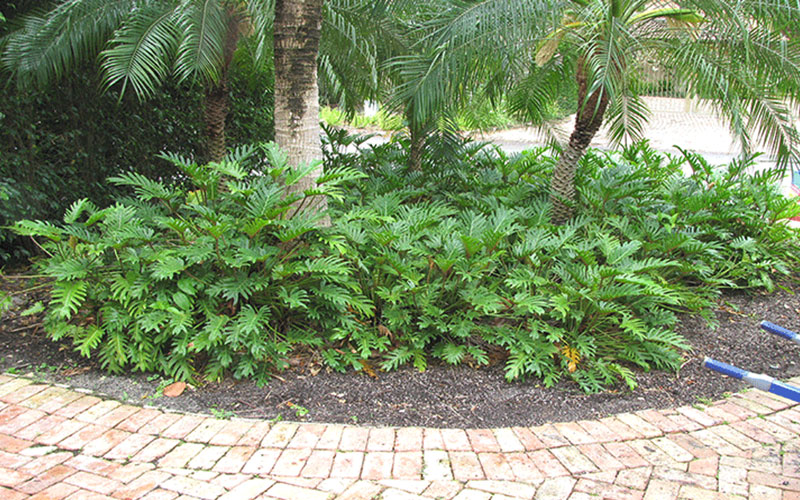 GARDEN CENTER NORTH FORT MYERS