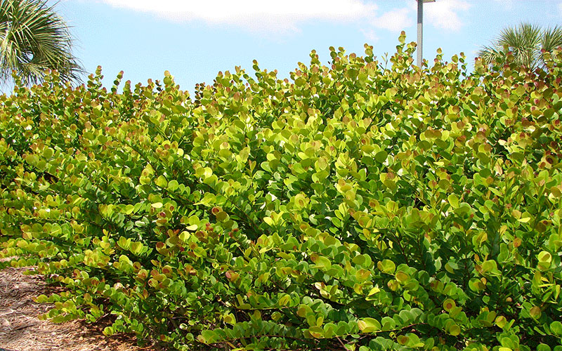 GARDEN CENTER NORTH FORT MYERS