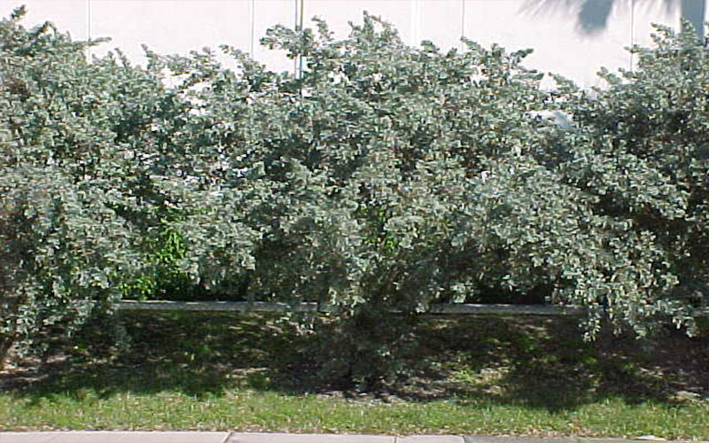 GARDEN CENTER NORTH FORT MYERS