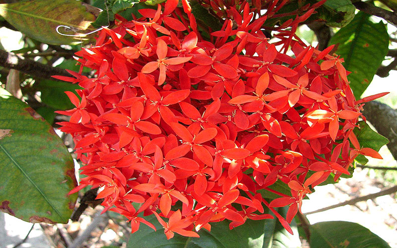 GARDEN CENTER NORTH FORT MYERS