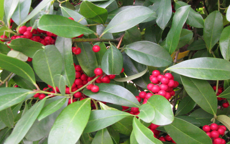 GARDEN CENTER NORTH FORT MYERS