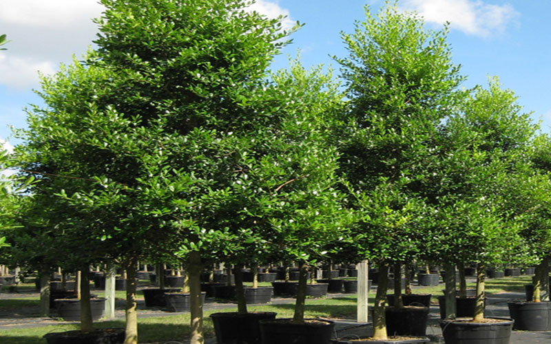 GARDEN CENTER NORTH FORT MYERS