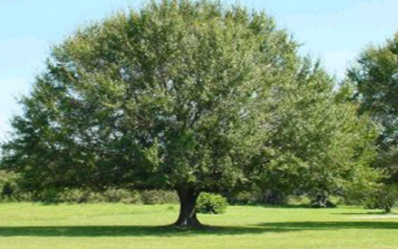 GARDEN CENTER NORTH FORT MYERS
