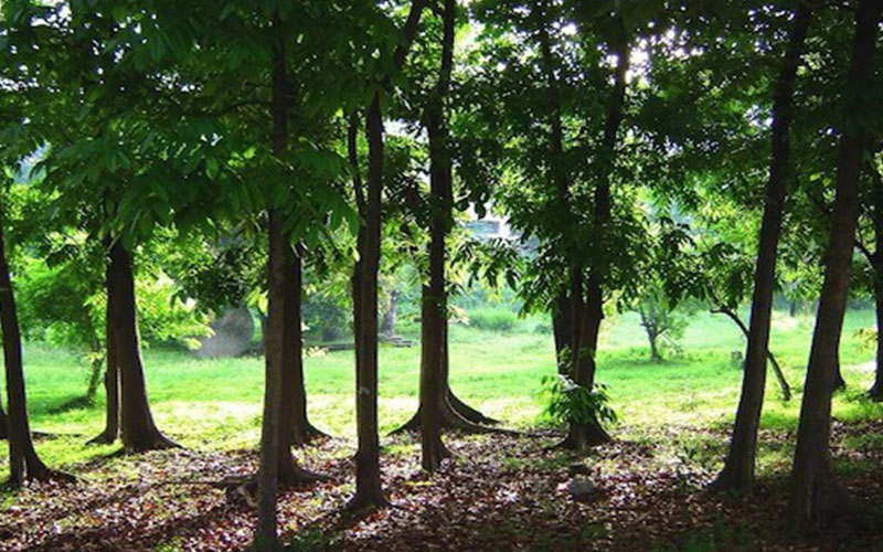 GARDEN CENTER NORTH FORT MYERS