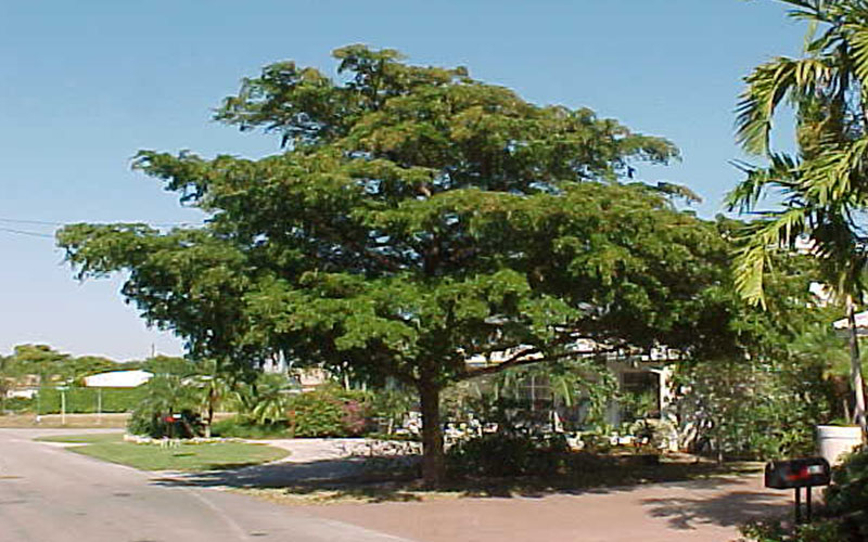 GARDEN CENTER NORTH FORT MYERS